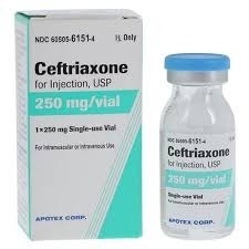 CEFTRIAXONE 250 mg pdre pr sol. inj. IM/IV+ solv Bte/50